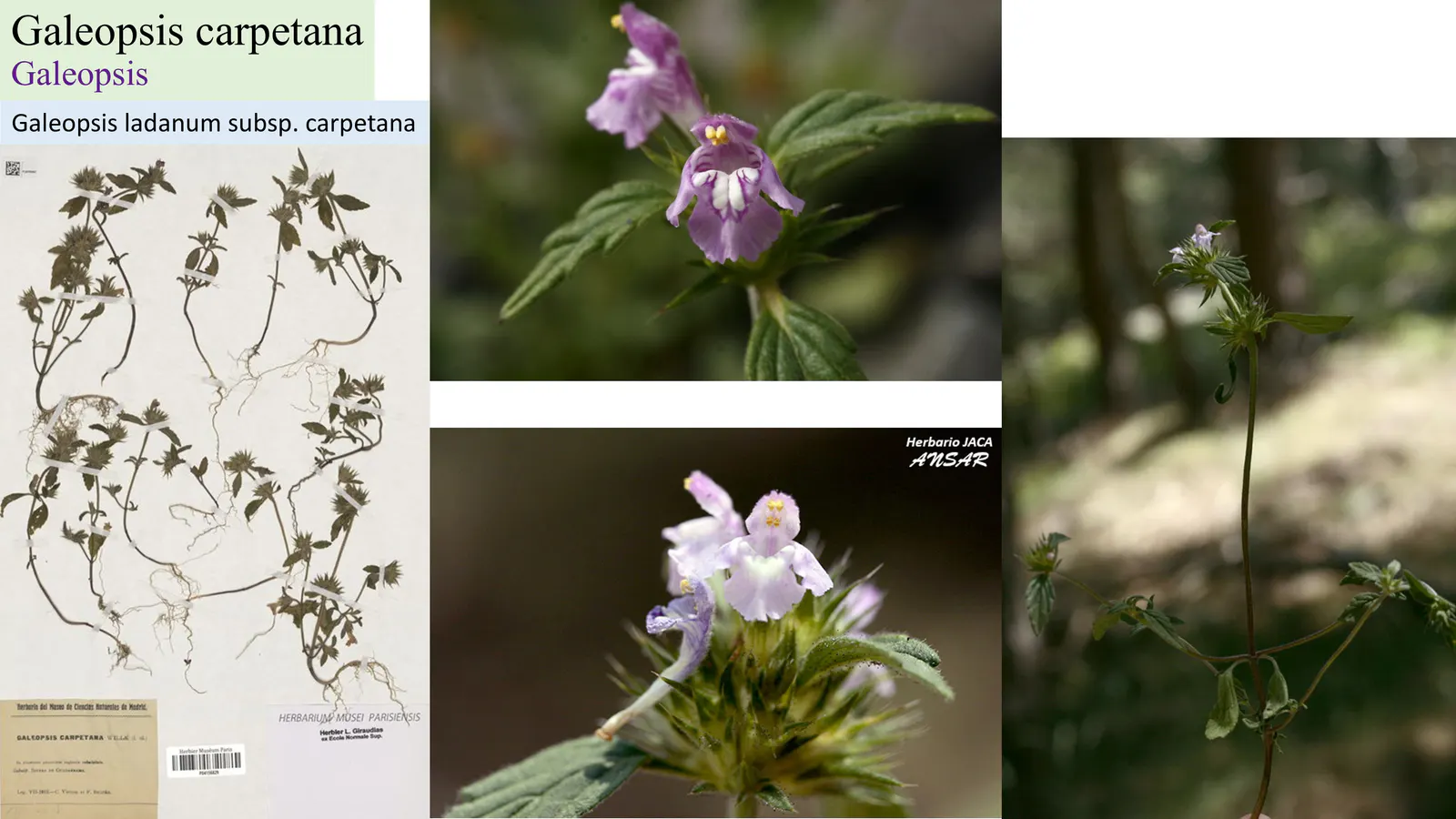 Galeopsis carpetana