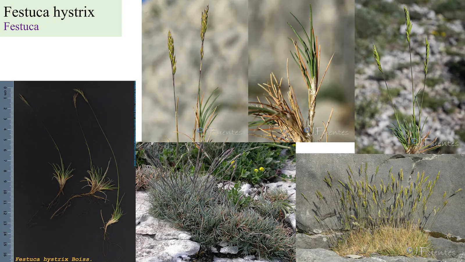 Festuca hystrix
