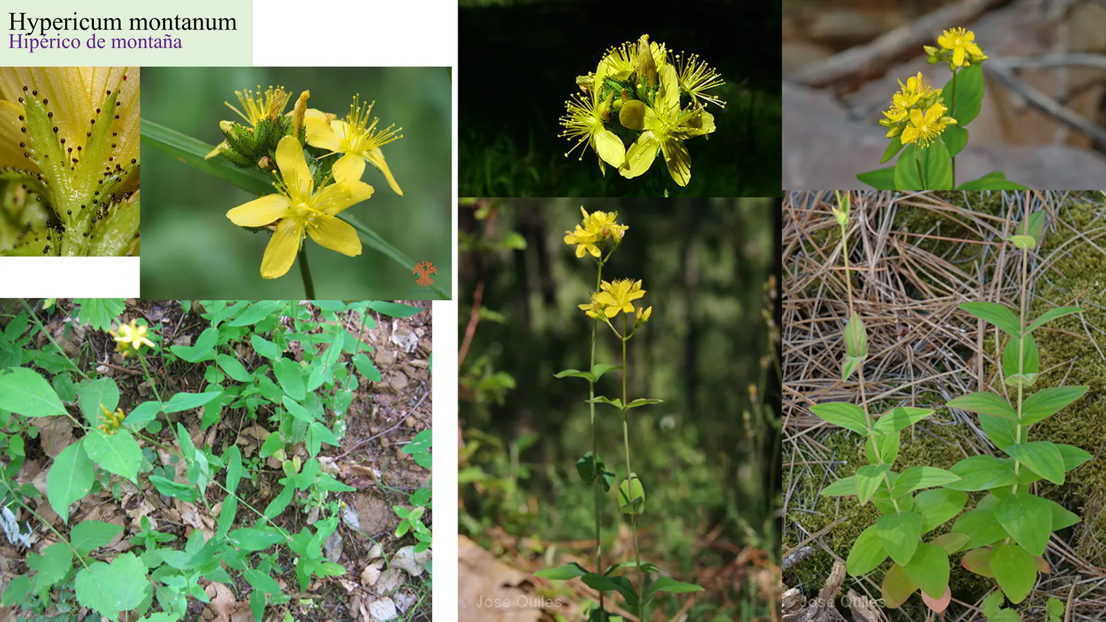 Hypericum montanum