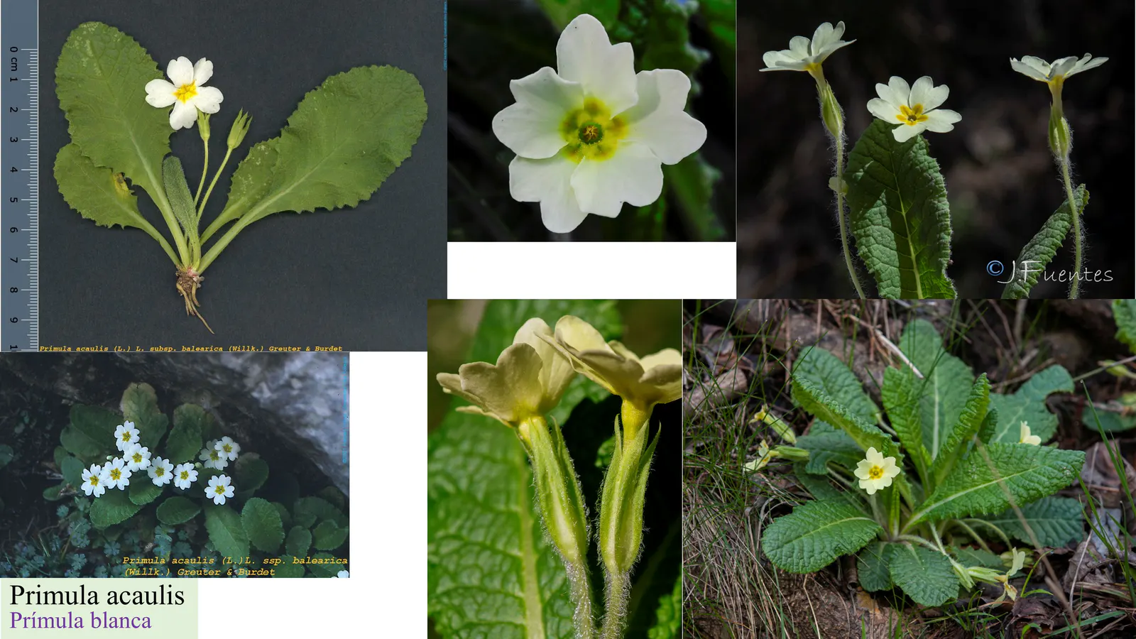 Primula acaulis