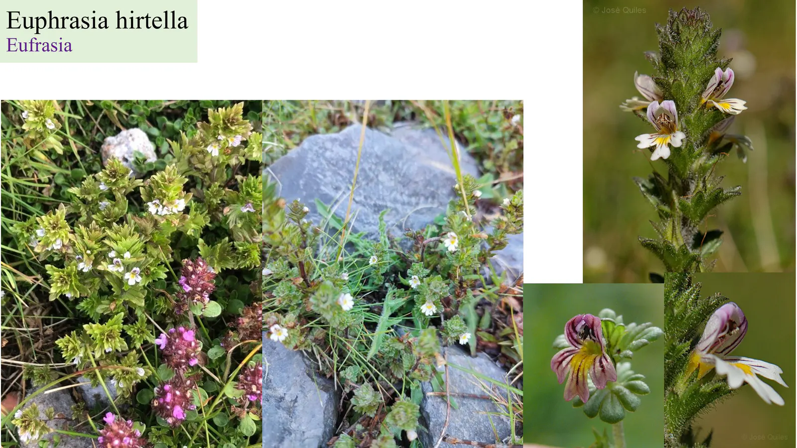 Euphrasia hirtella