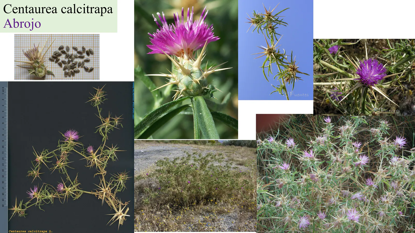 Centaurea calcitrapa
