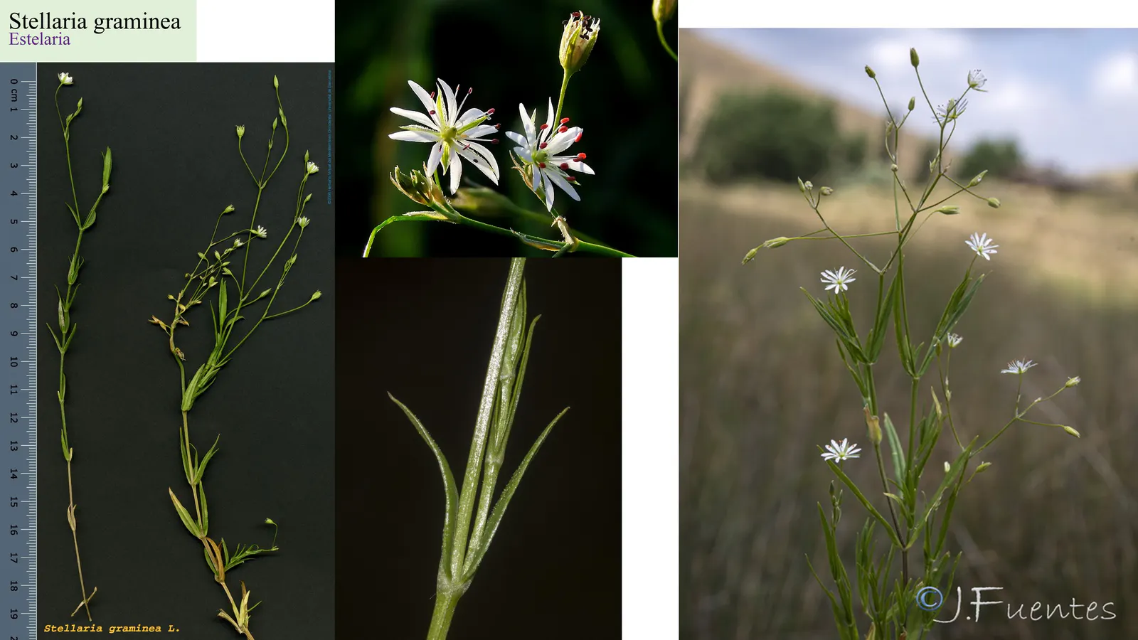 Stellaria graminea