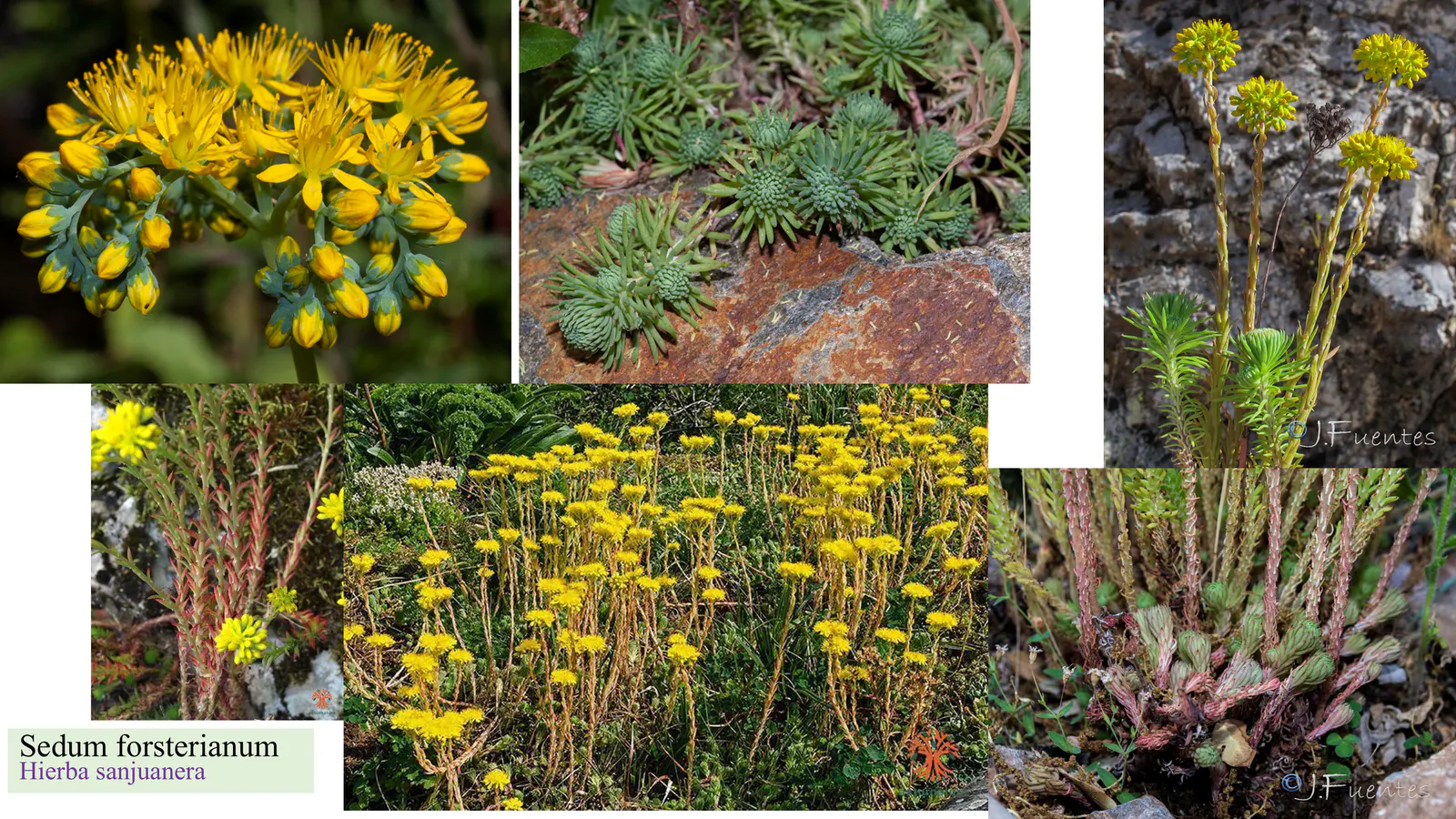 Sedum forsterianum