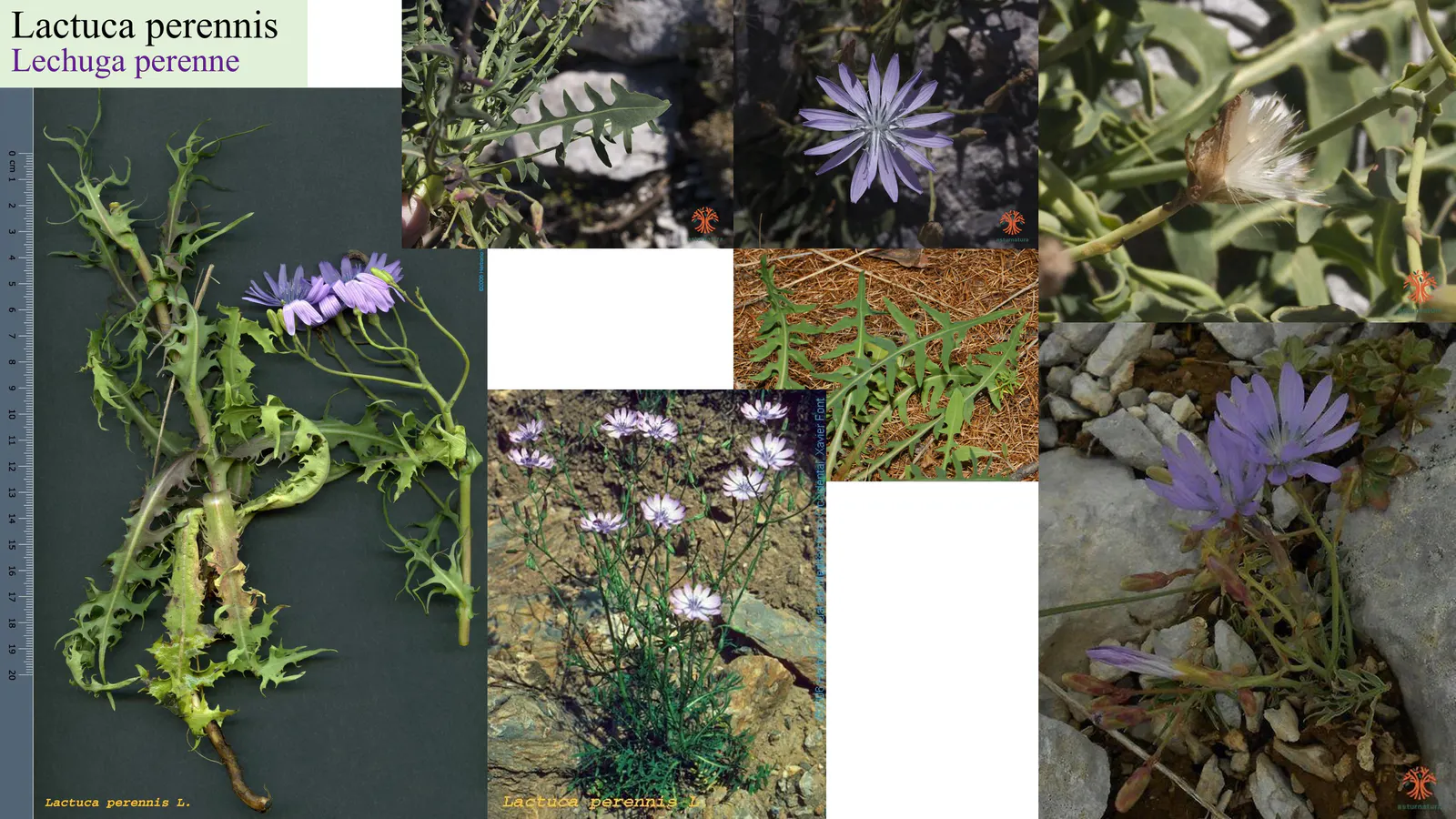 Lactuca perennis