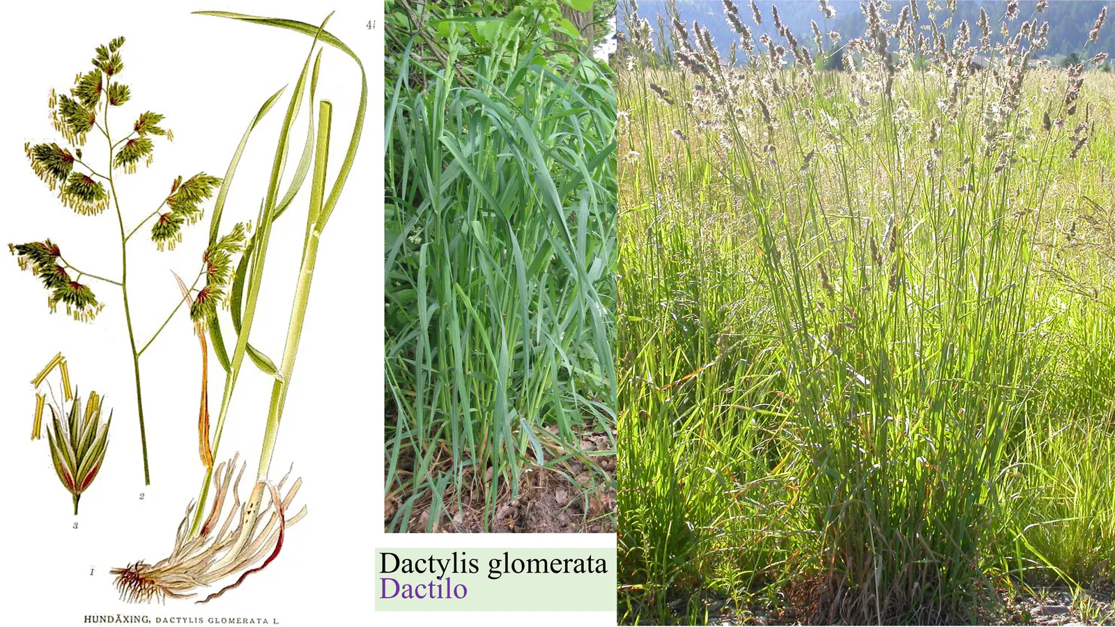 Dactylis glomerata