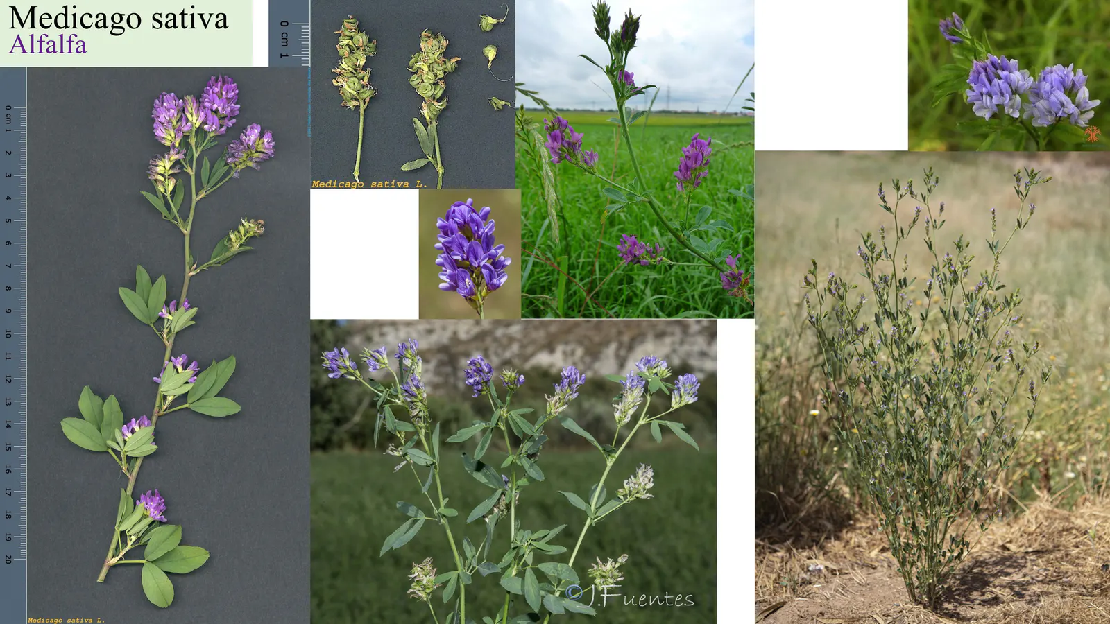 Medicago sativa