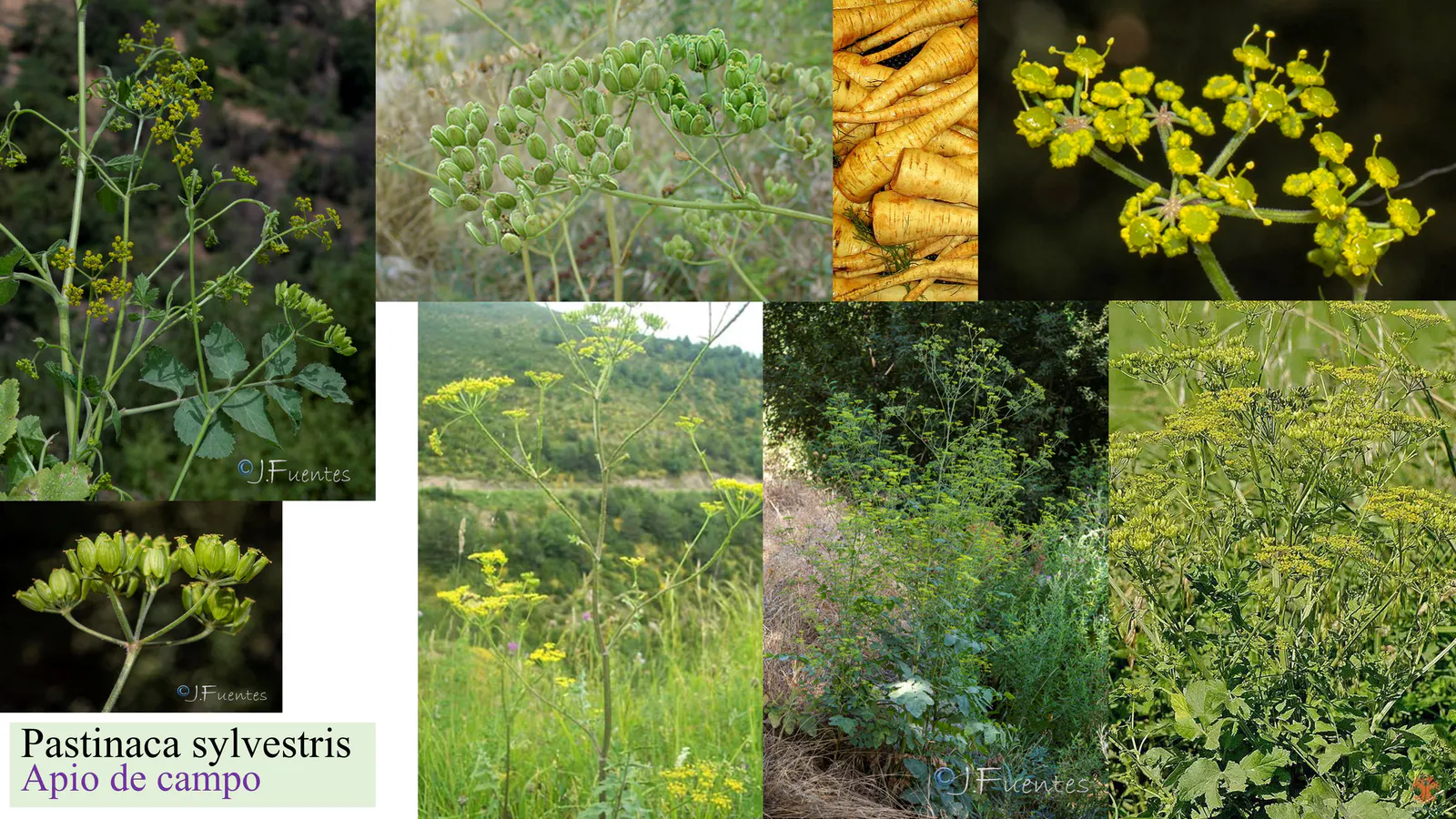 Pastinaca sylvestris