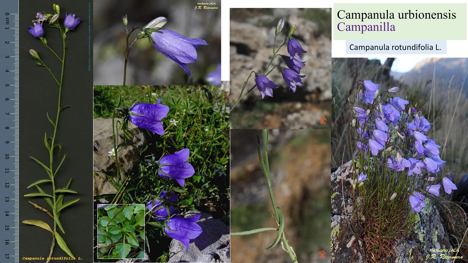 Campanula urbionensis