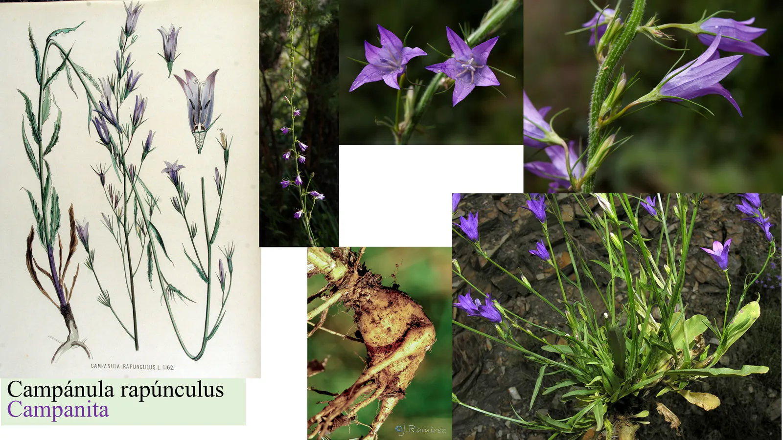 Campanula rapunculus