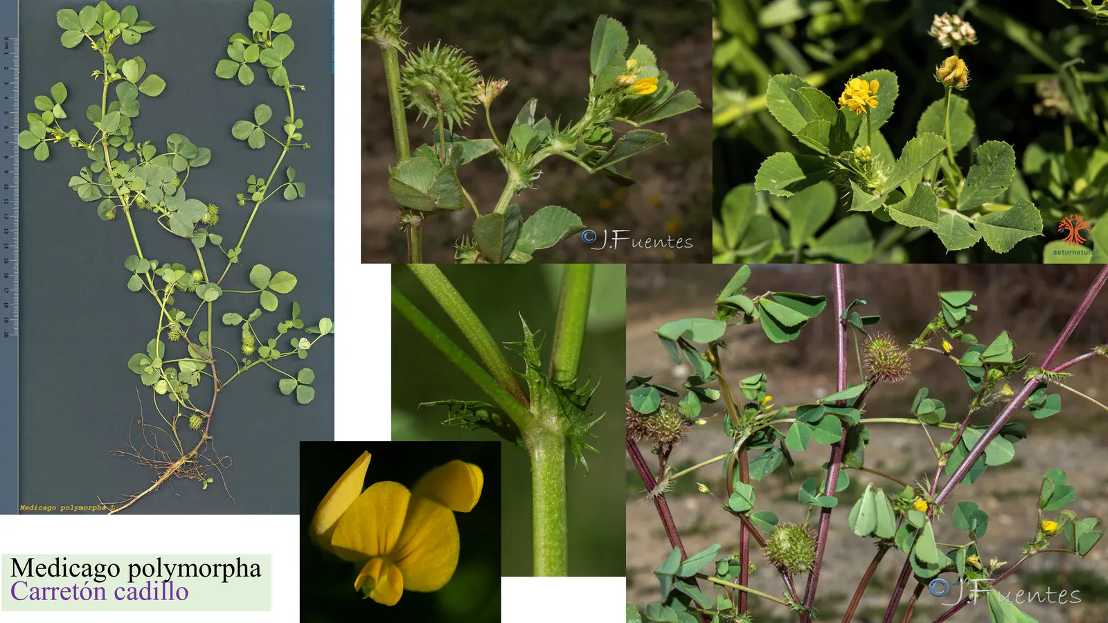 Medicago polymorpha