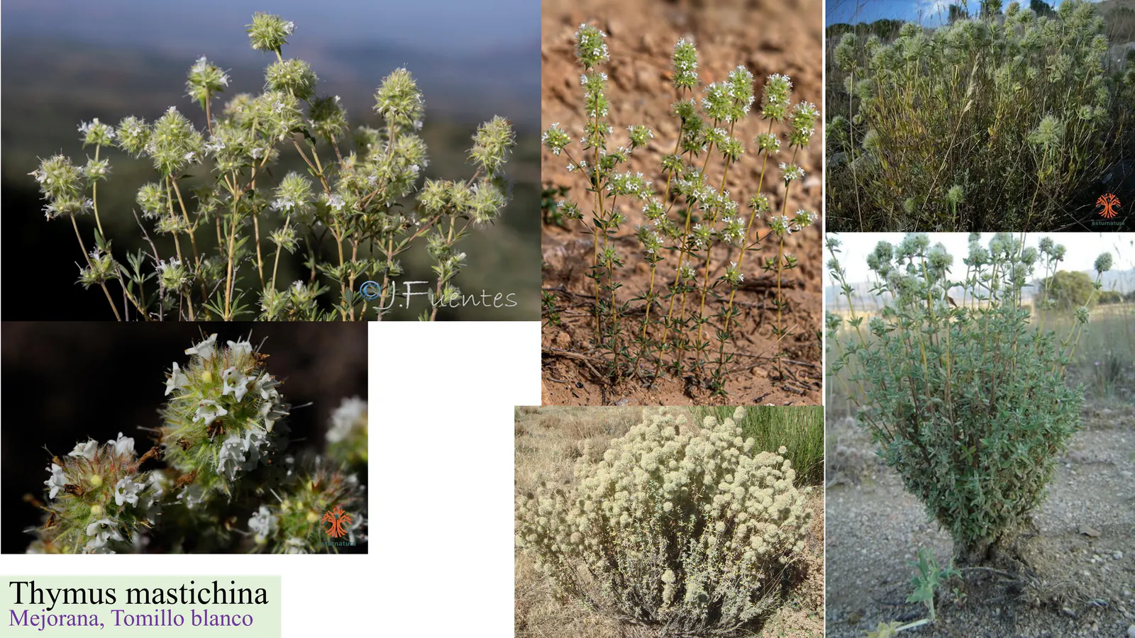 Thymus mastichina