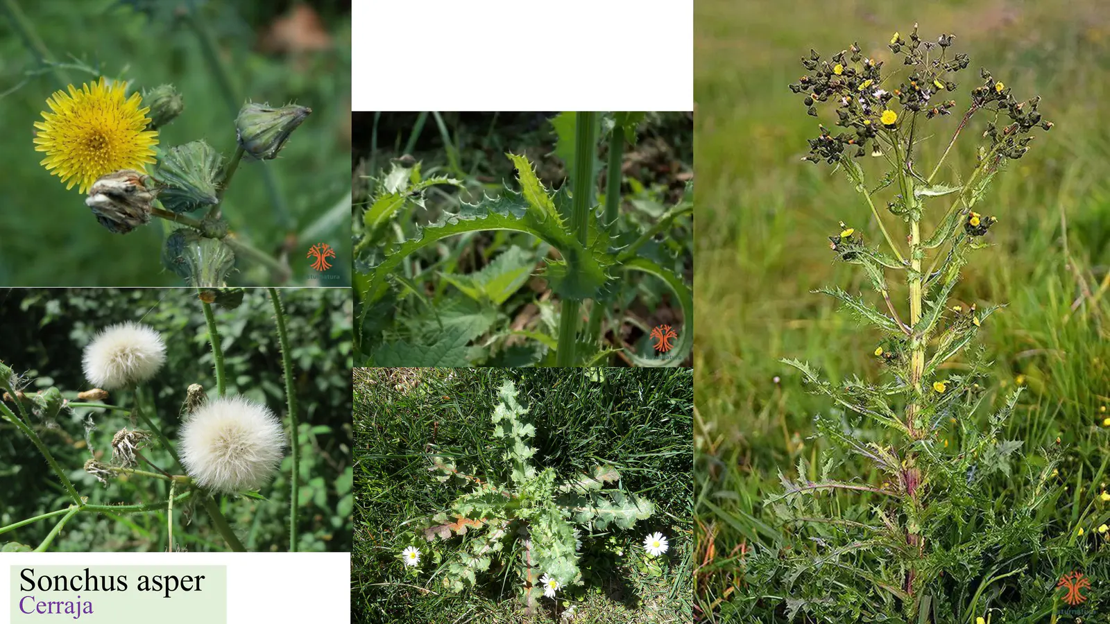 Sonchus asper
