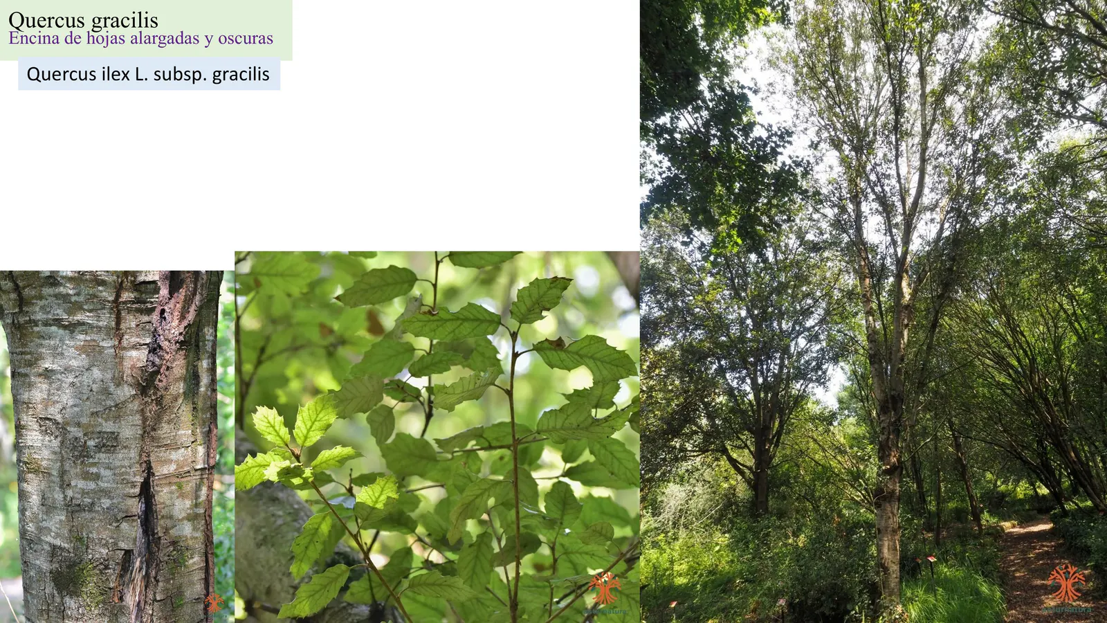 Quercus gracilis