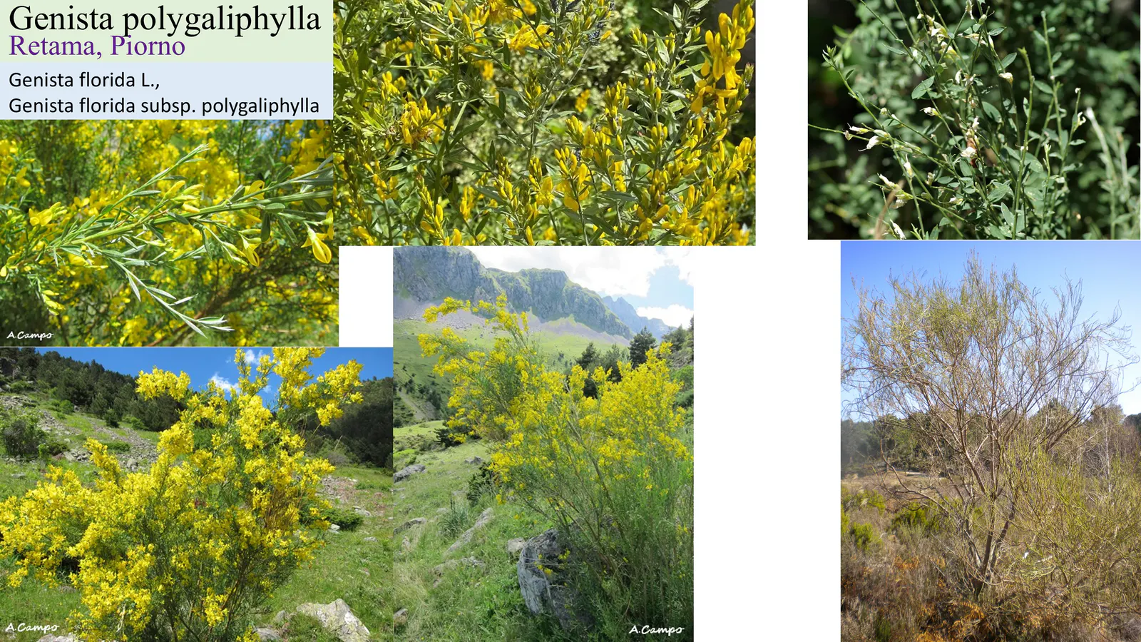 Genista polygaliphylla