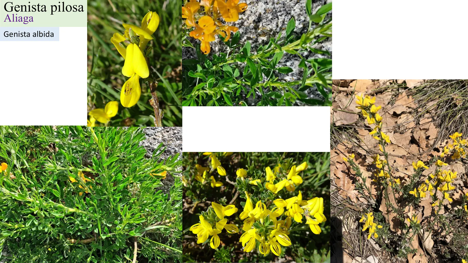 Genista pilosa