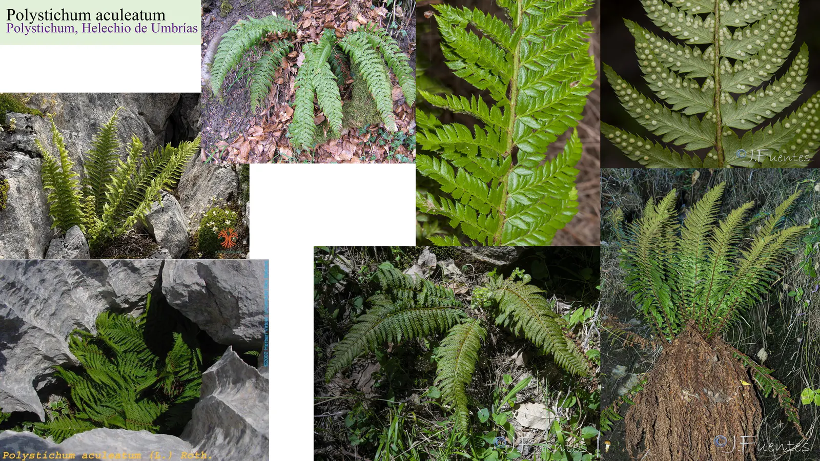 Polystichum aculeatum