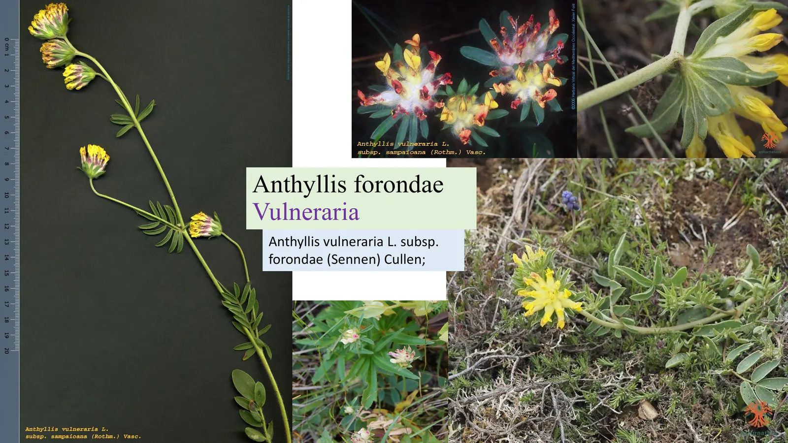 Anthyllis forondae