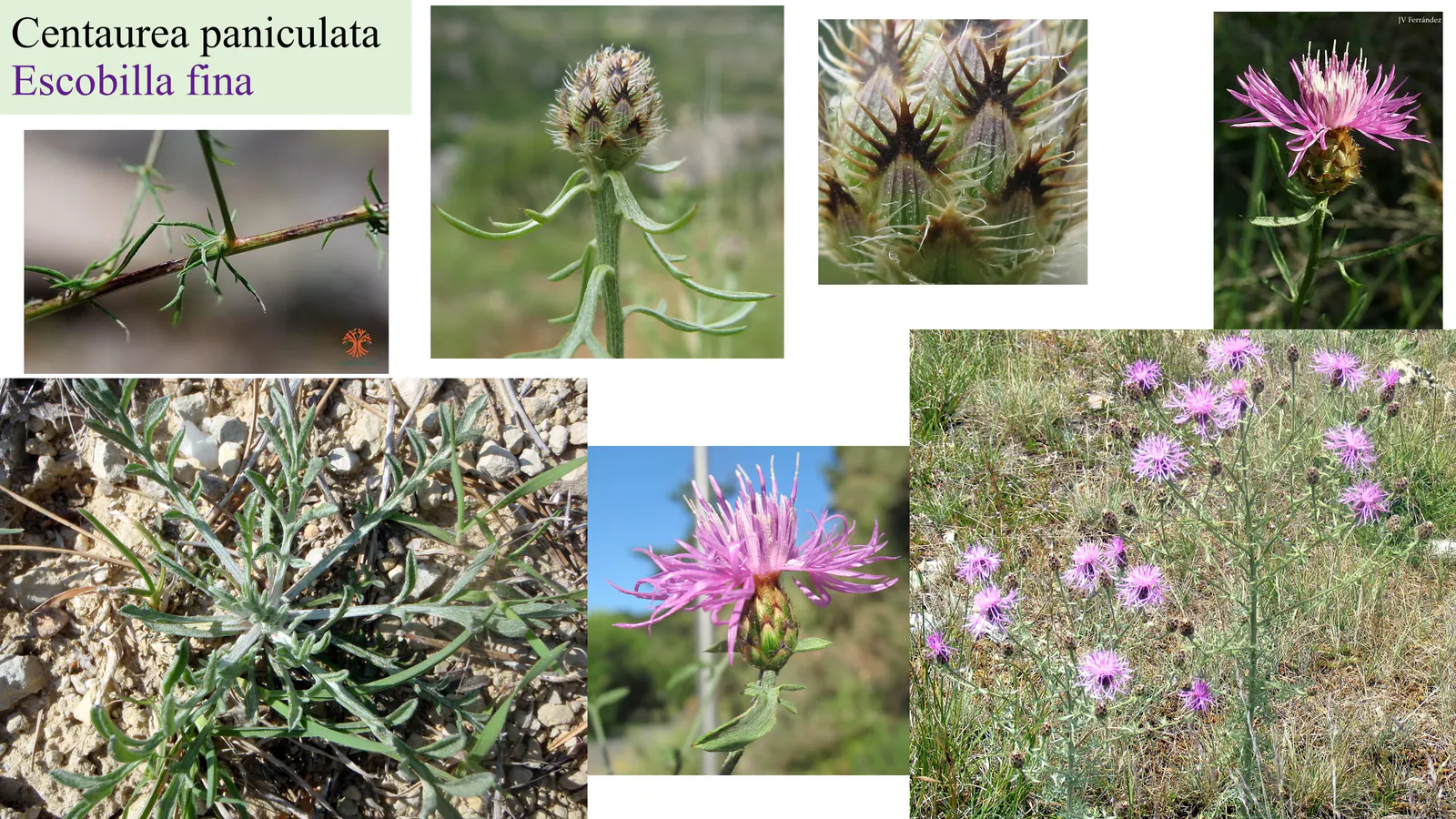 Centaurea paniculata