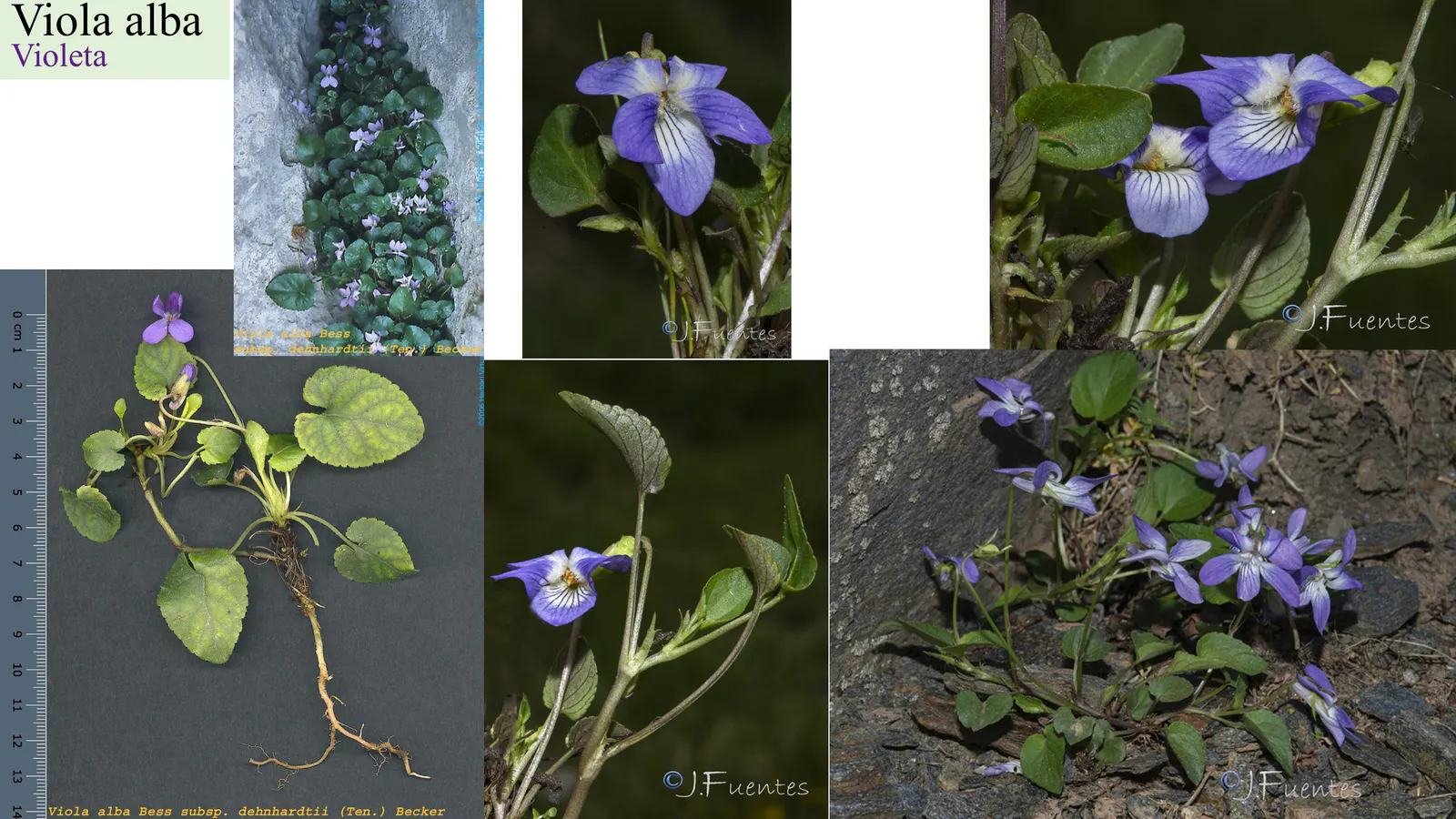 Viola alba