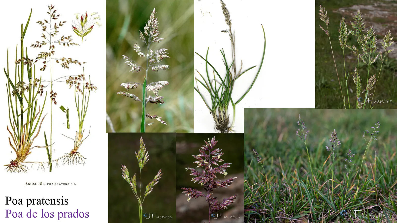 Poa pratensis