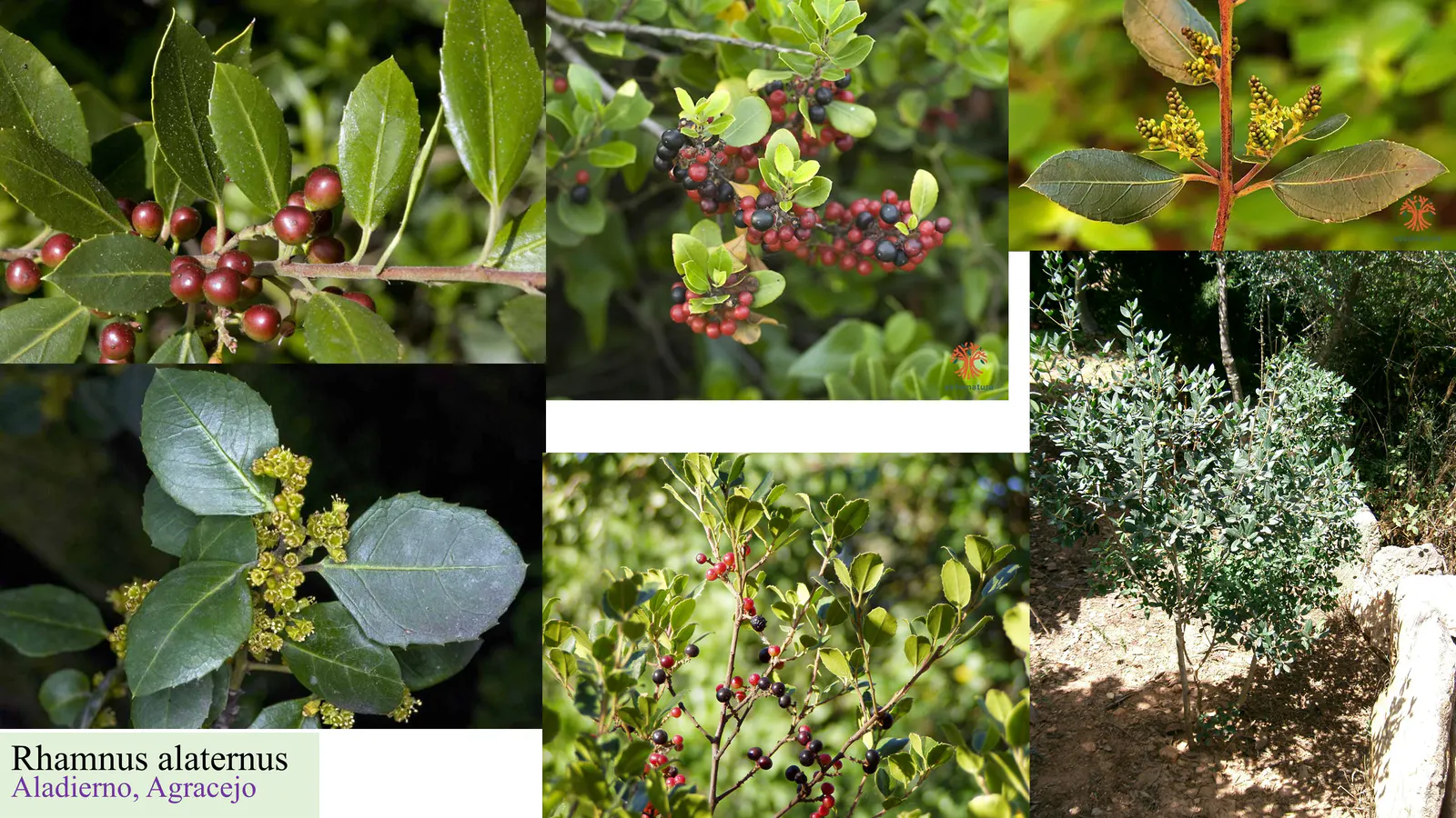 Rhamnus alaternus