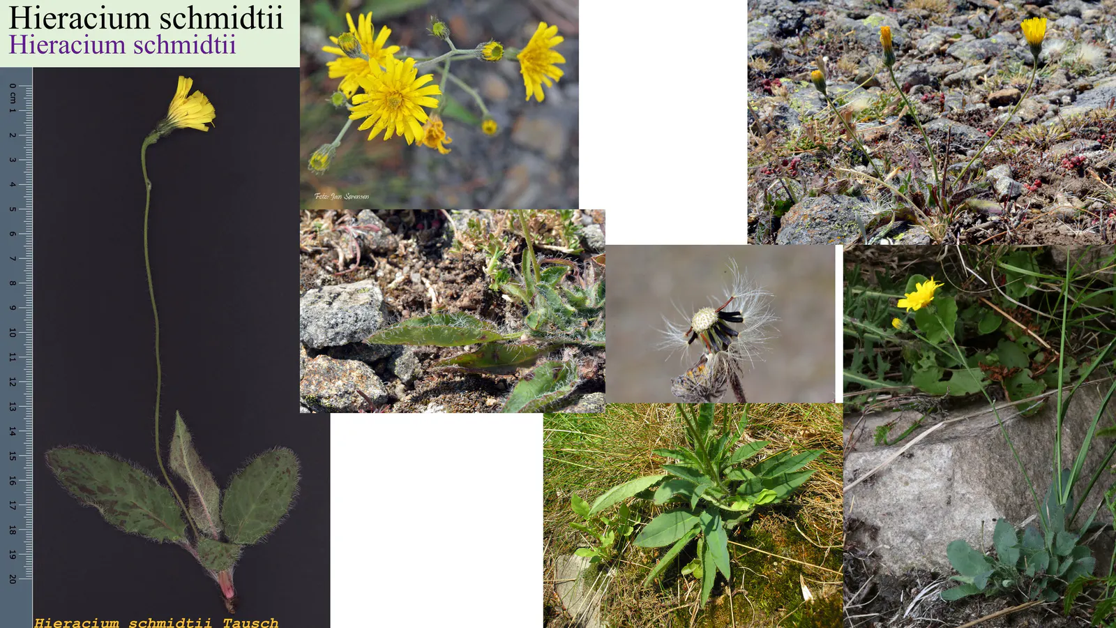 Hieracium schmidtii