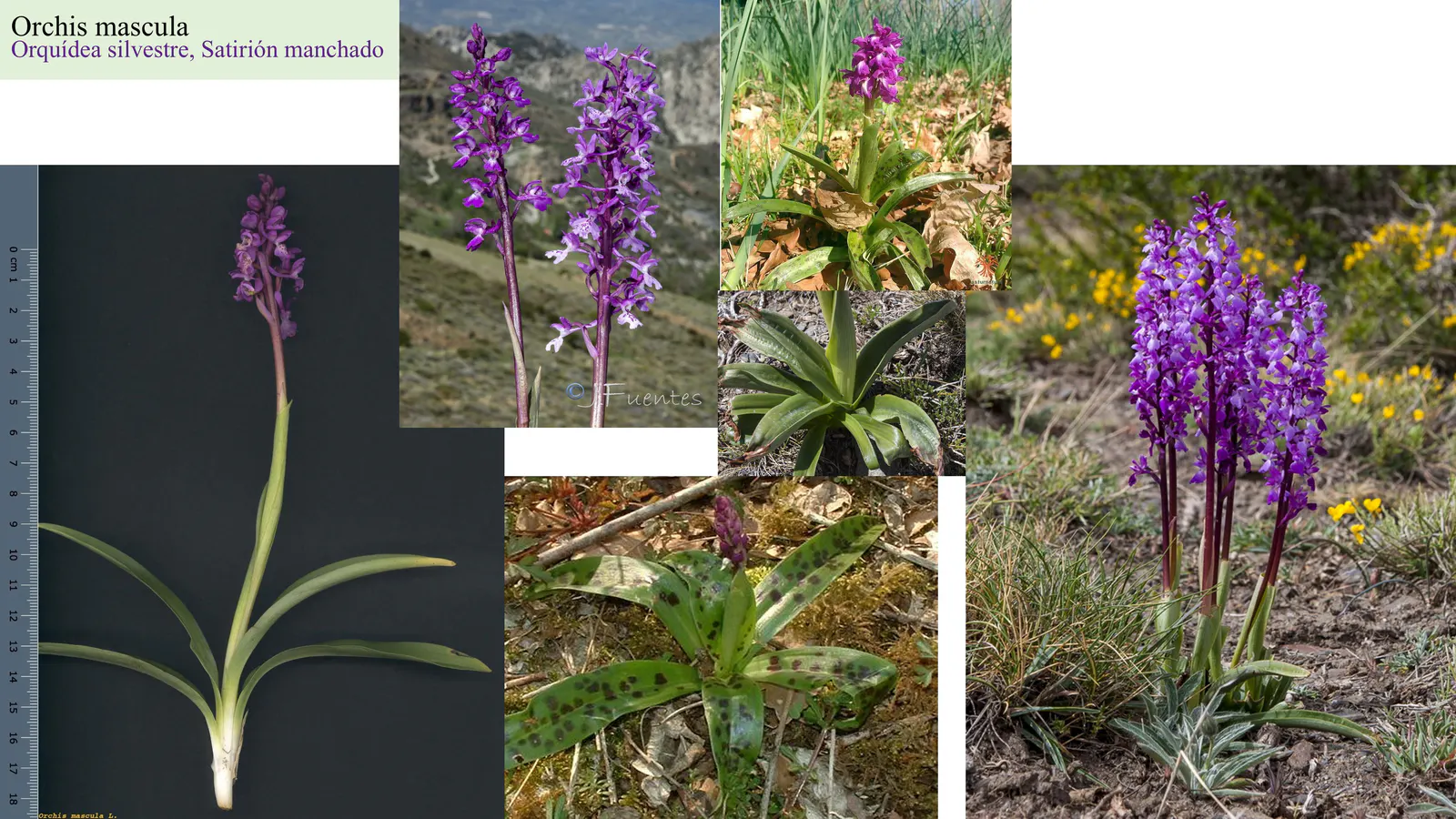 Orchis mascula