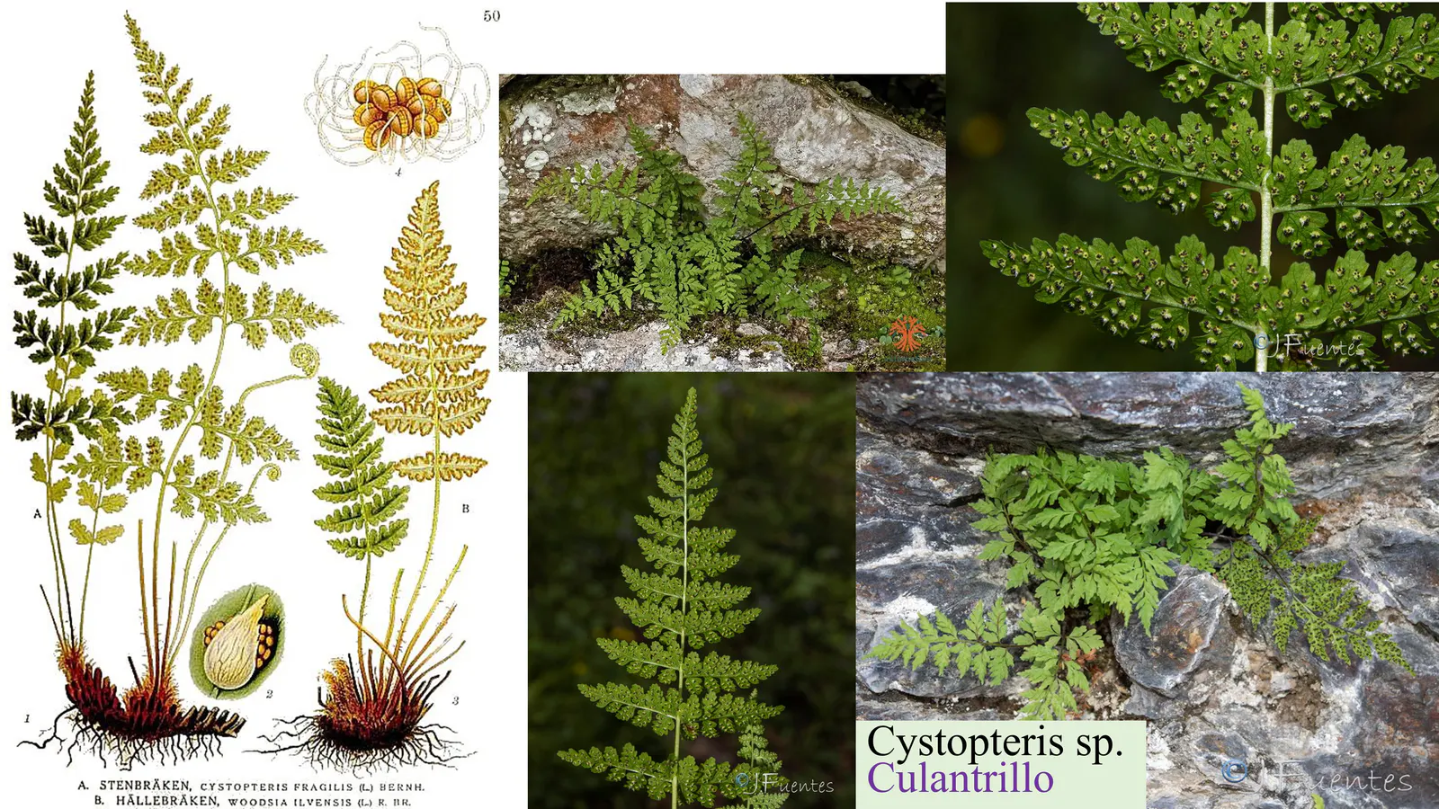Cystopteris fragilis
