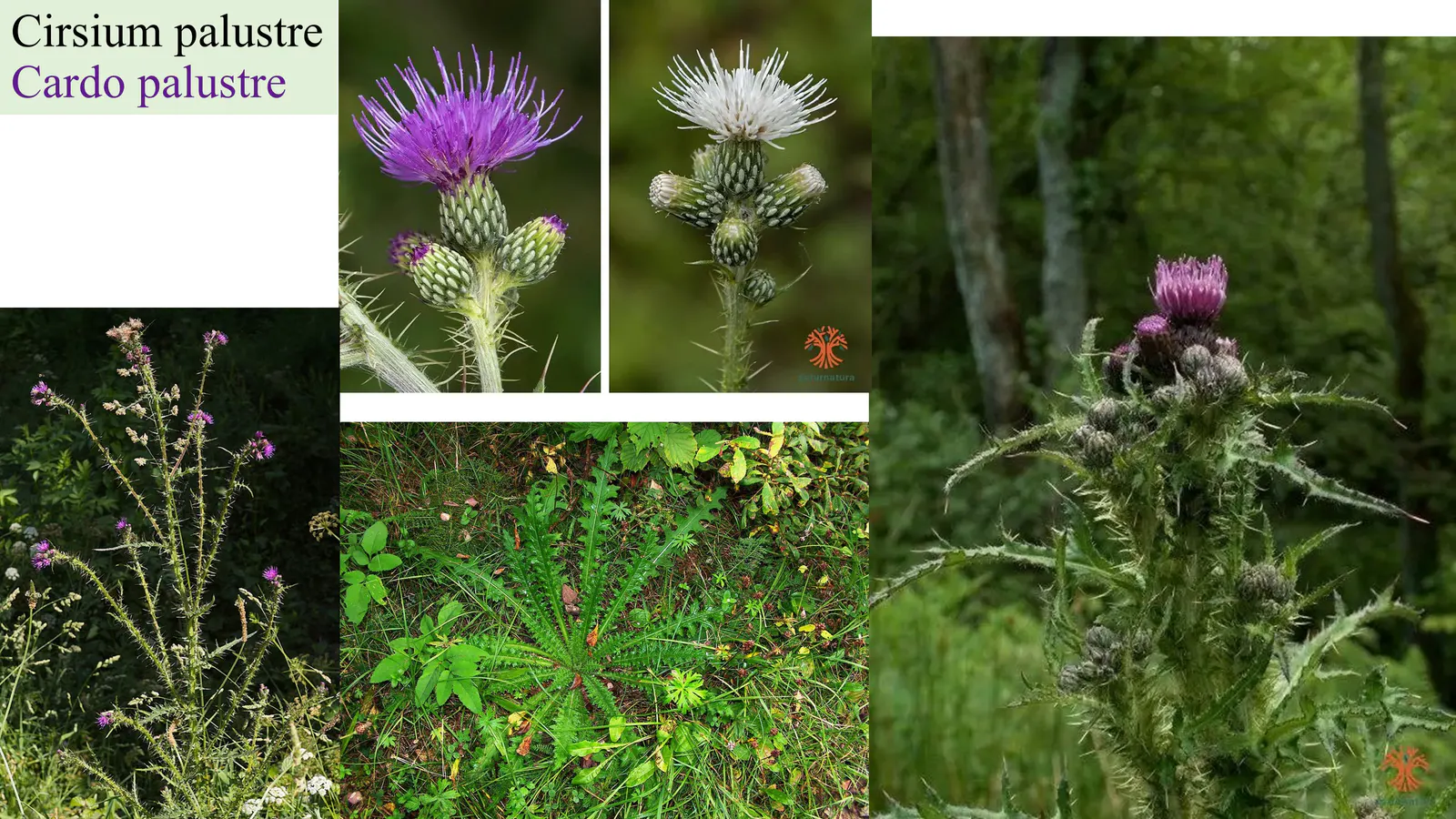 Cirsium palustre