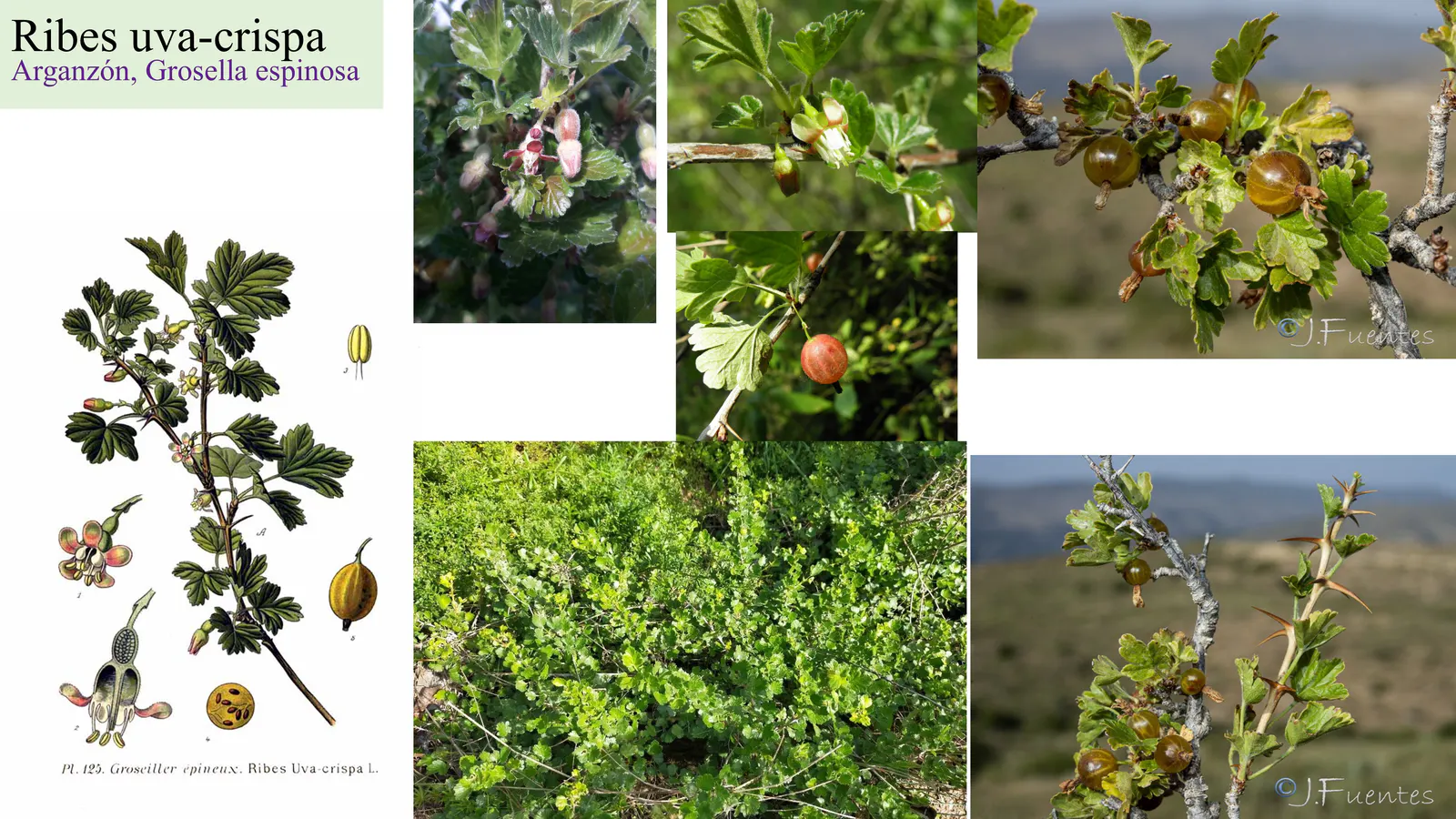 Ribes uva-crispa