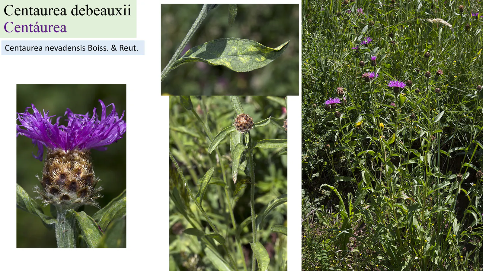 Centaurea debeauxii