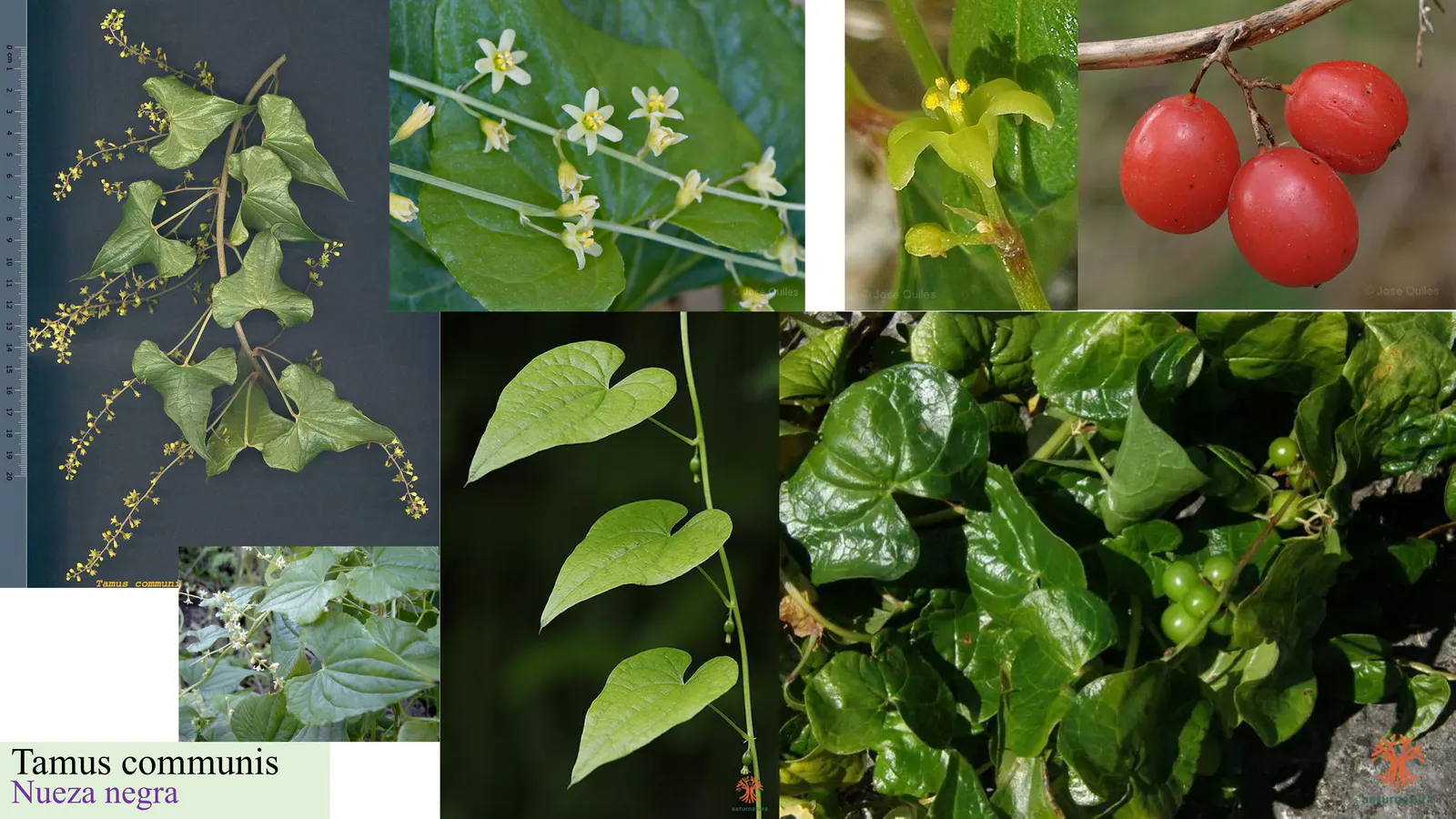 Tamus communis