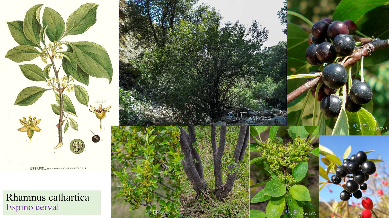 Rhamnus cathartica