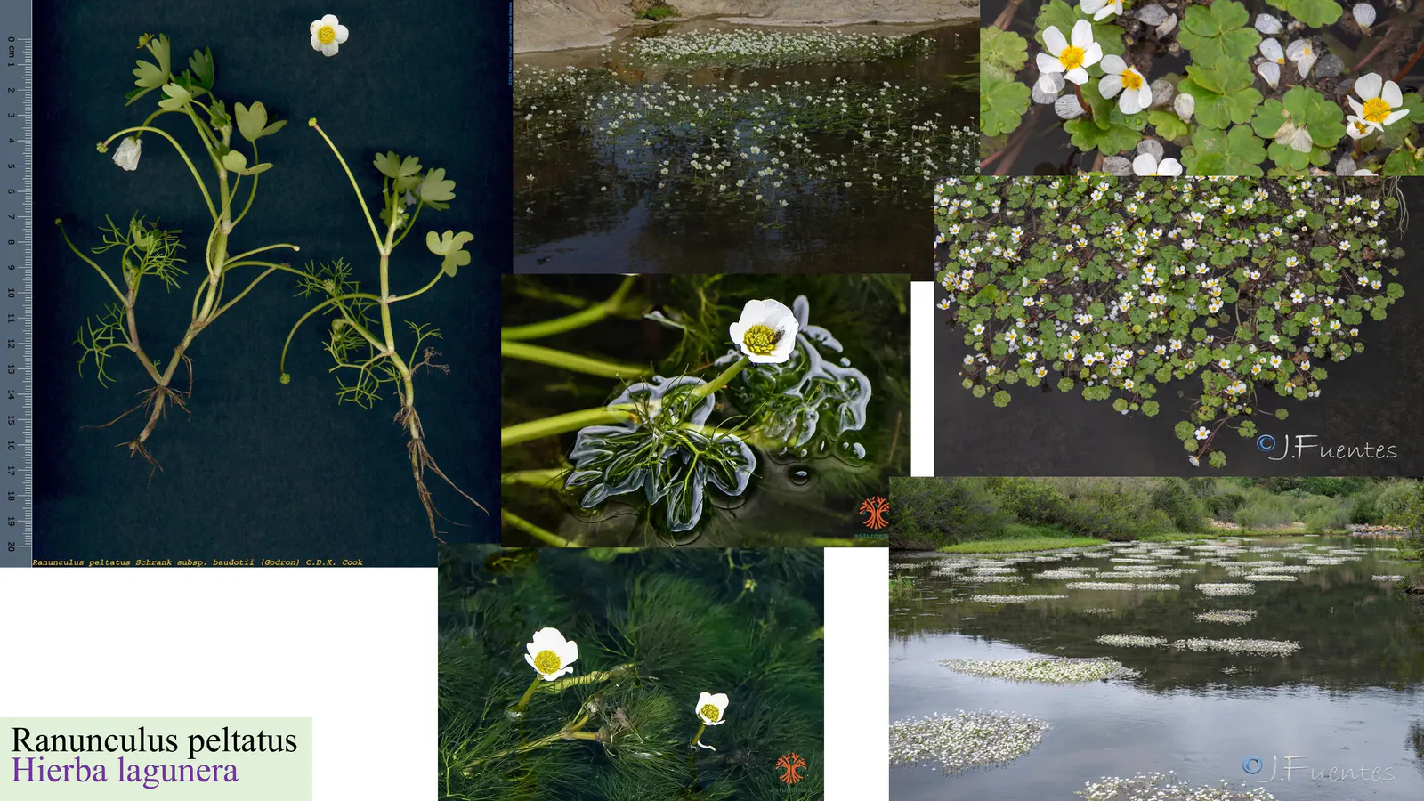 Ranunculus peltatus