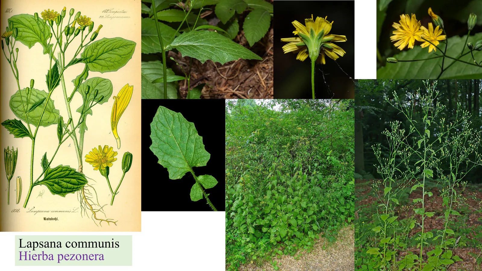 Lapsana communis