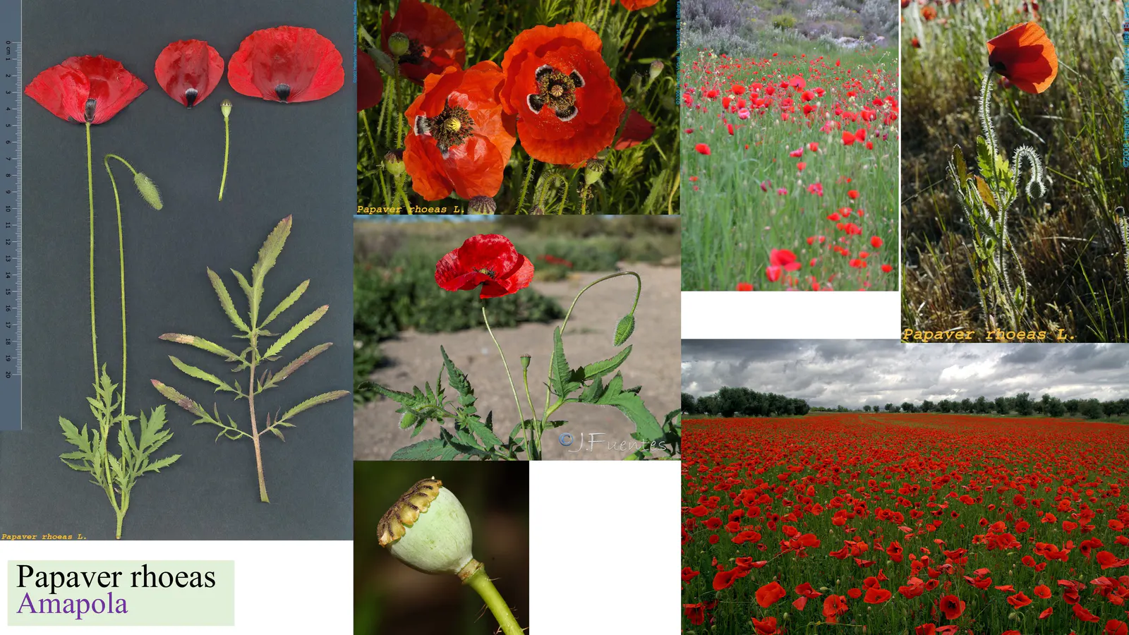 Papaver rhoeas