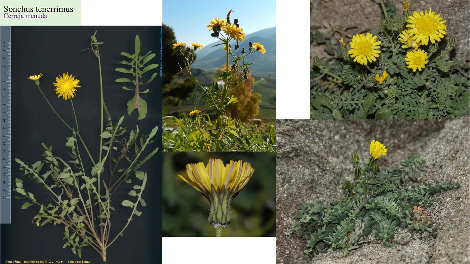 Sonchus tenerrimus