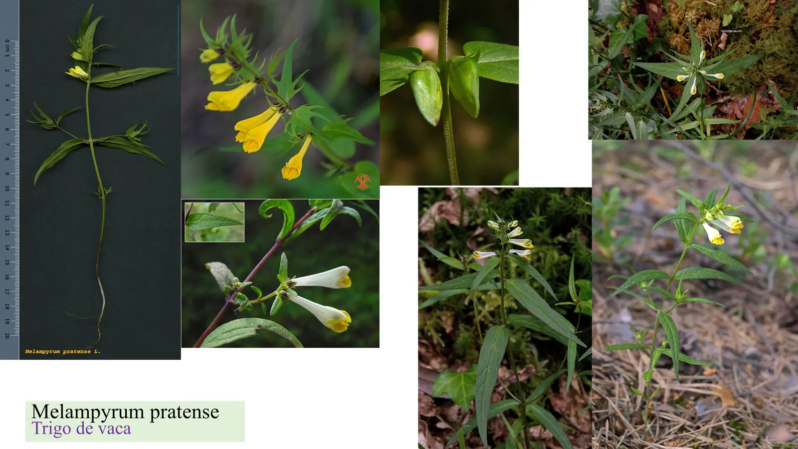 Melampyrum pratense