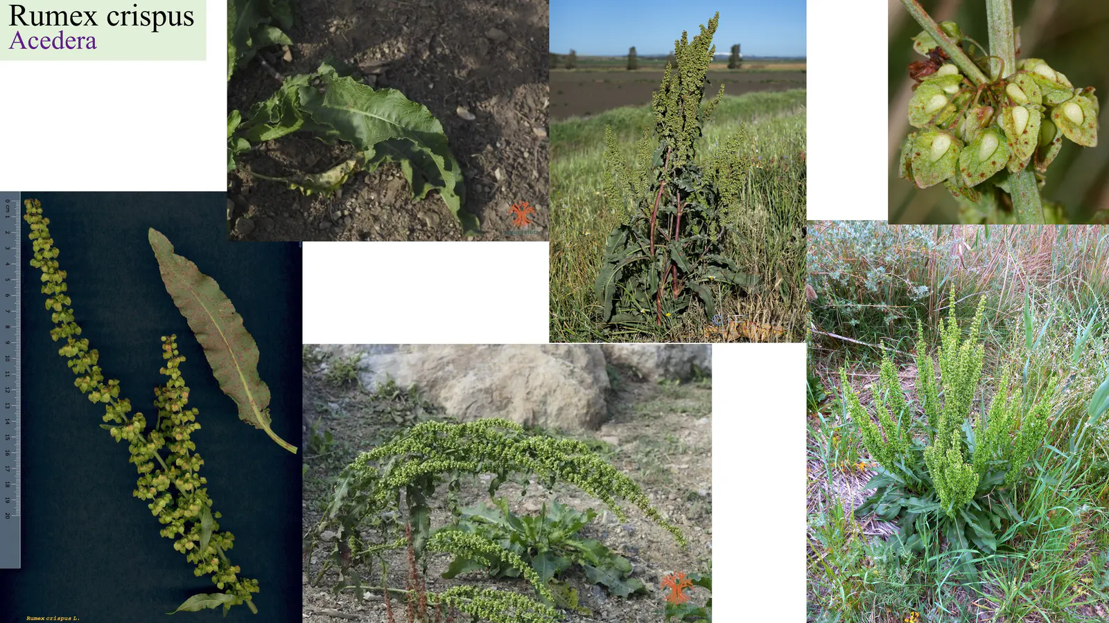 Rumex crispus
