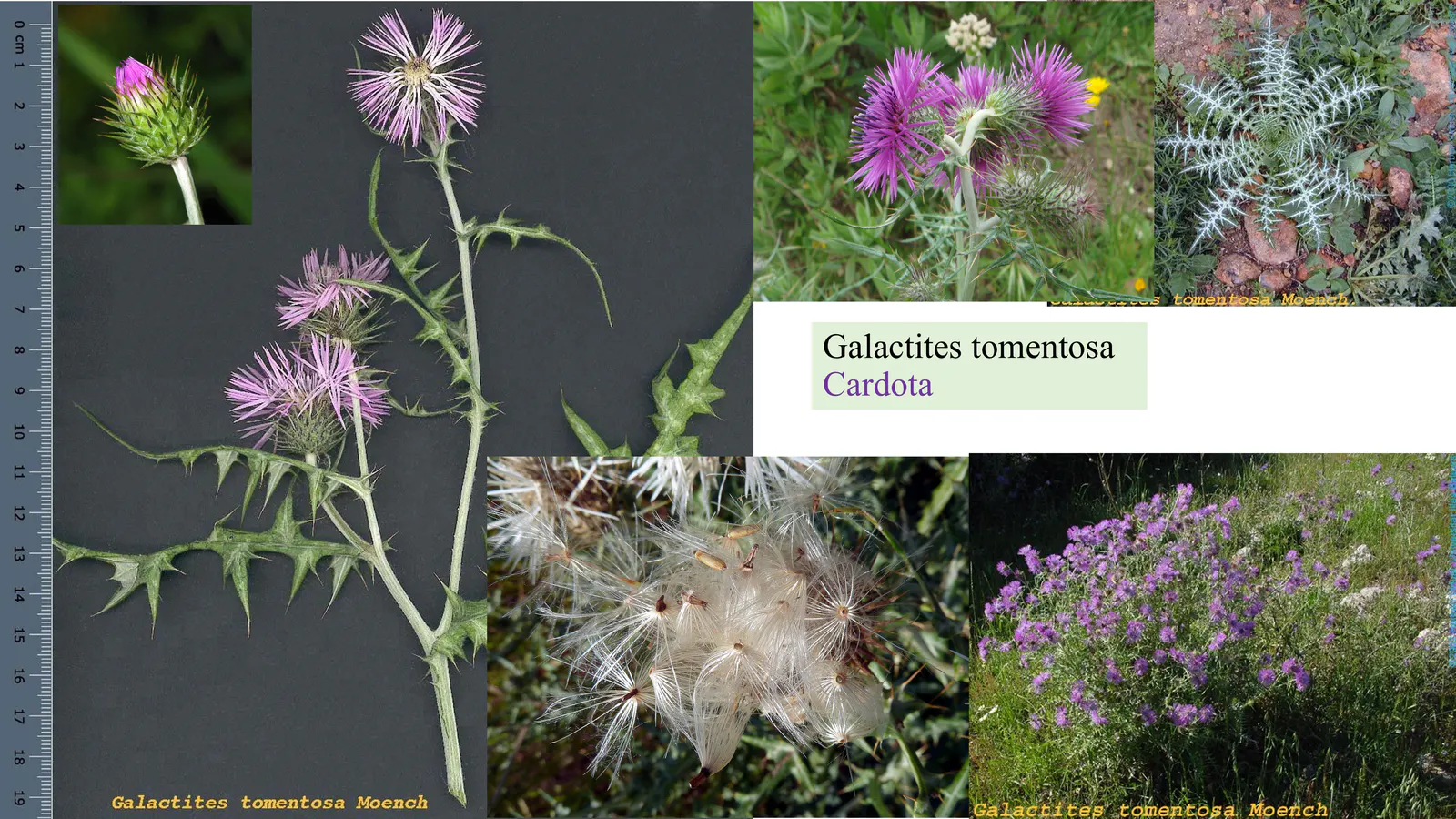 Galactites tomentosa