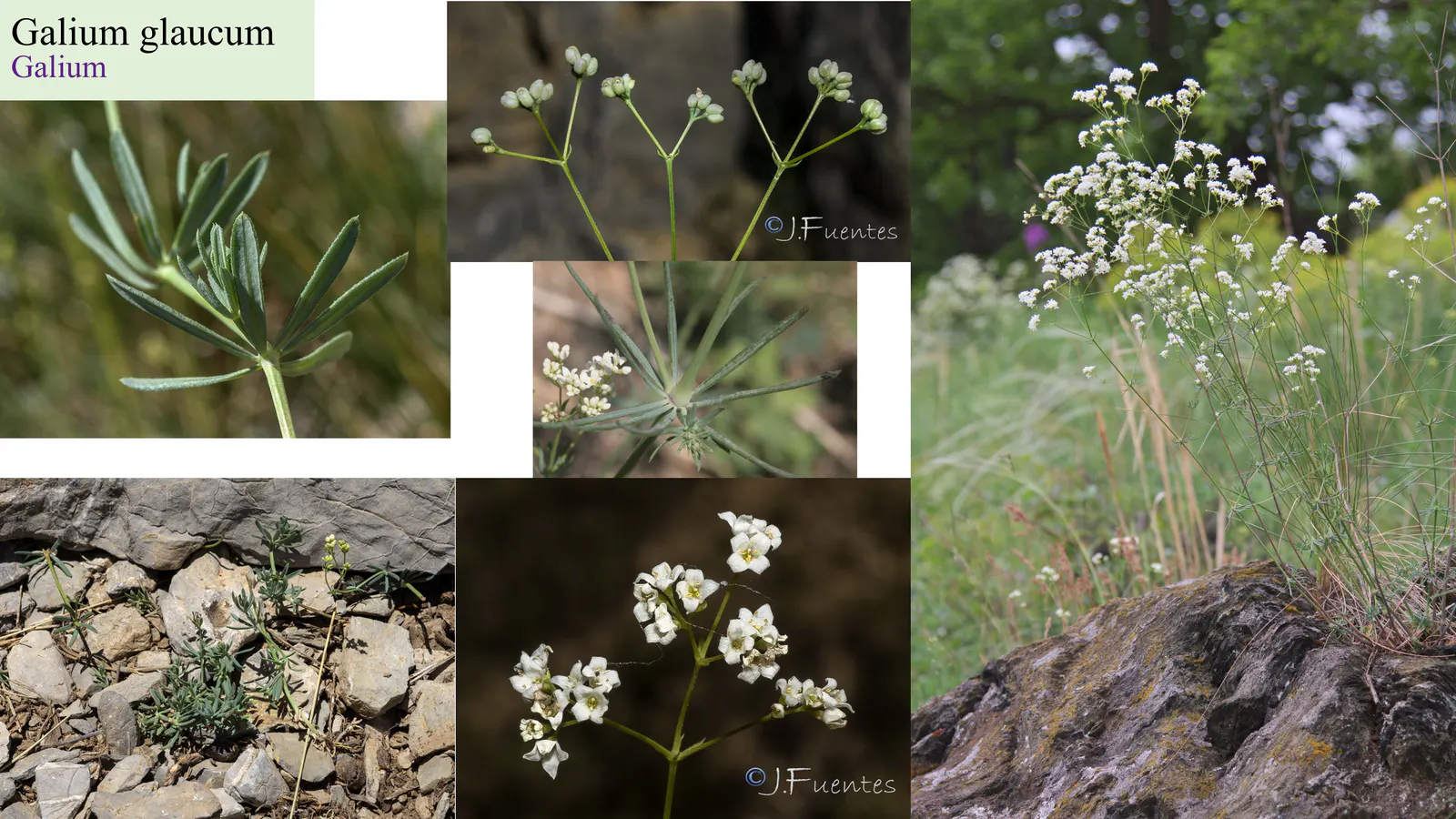 Galium glaucum