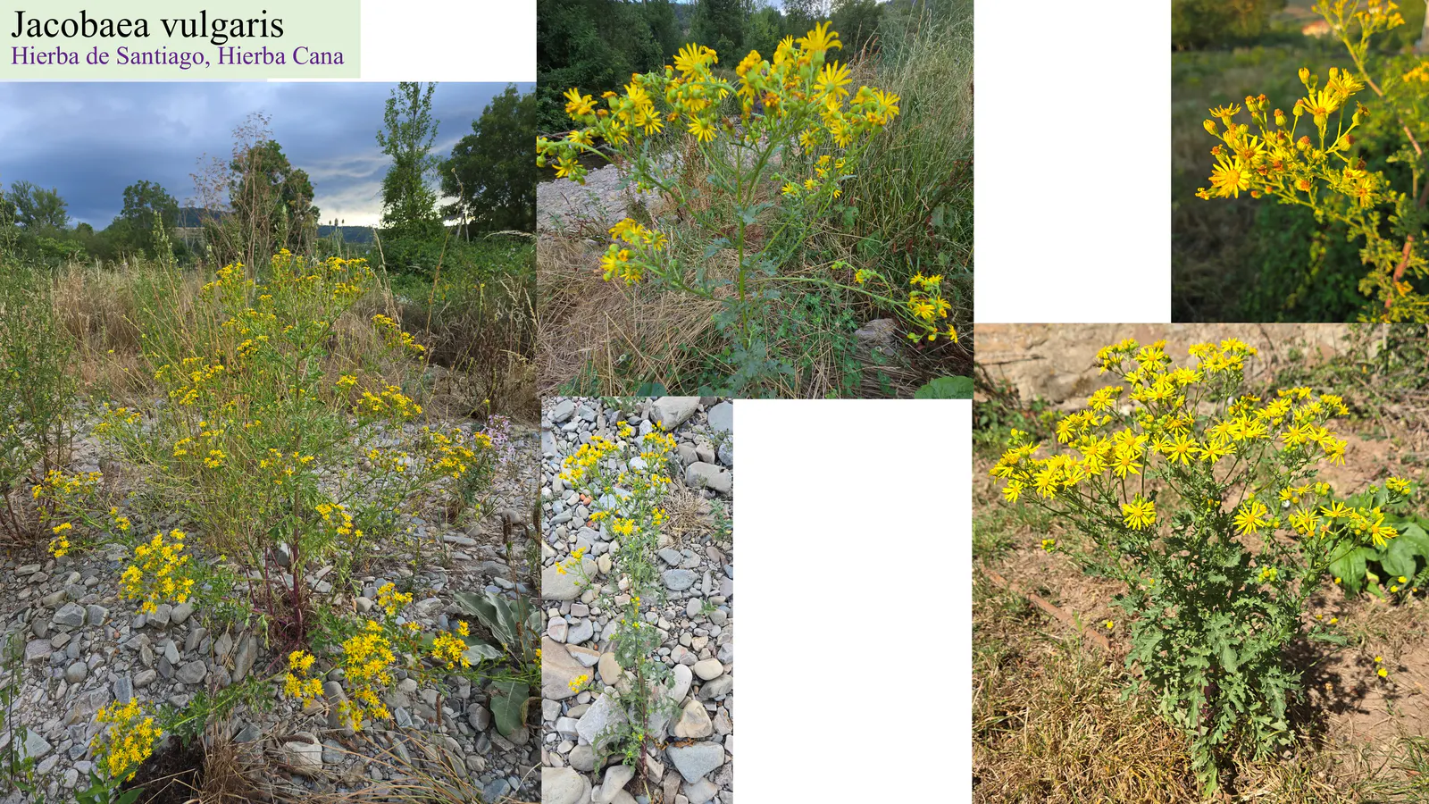Jacobaea vulgaris