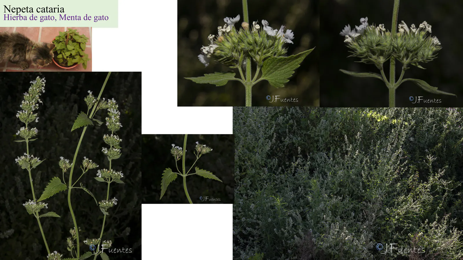 Nepeta cataria
