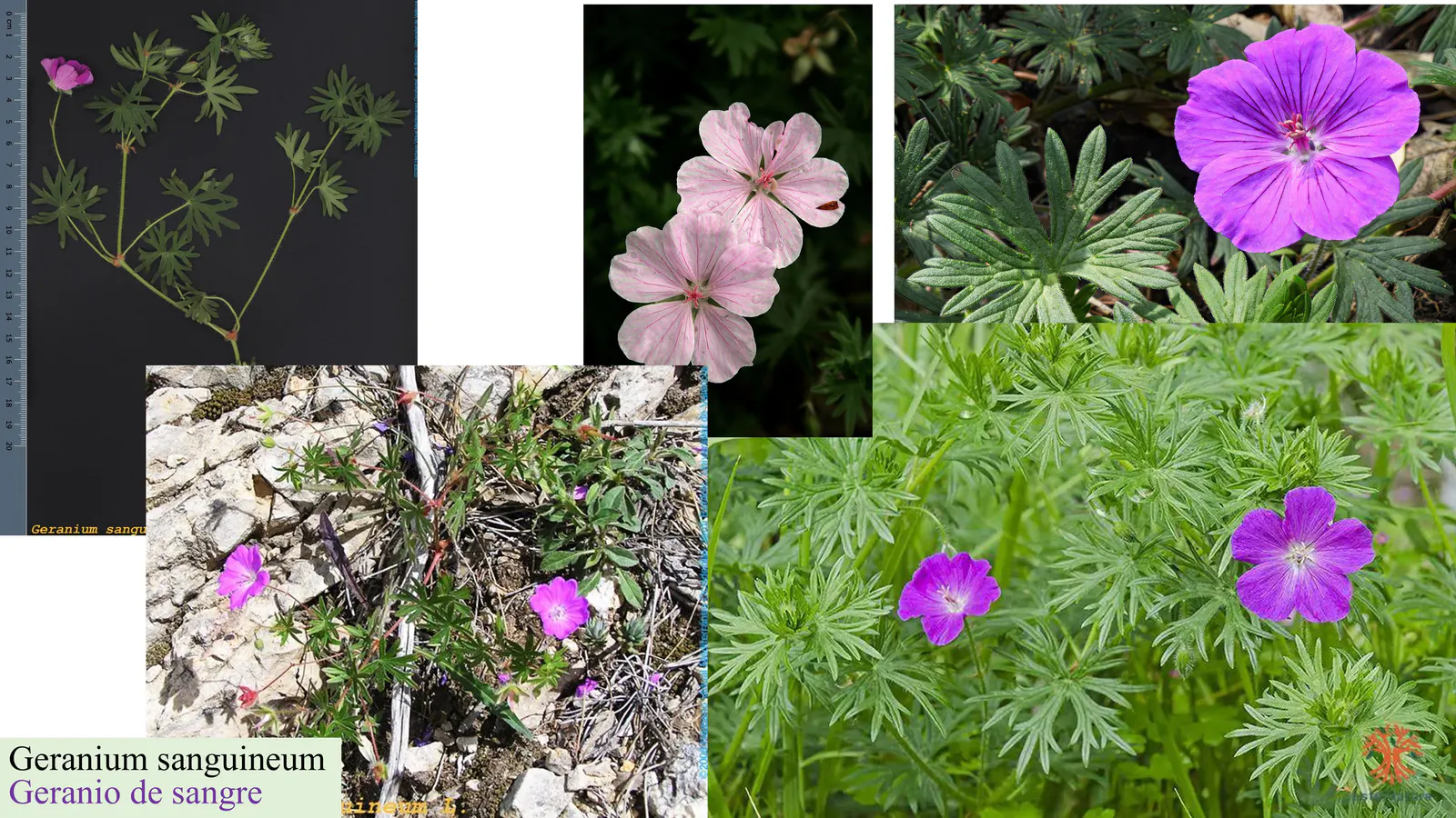Geranium sanguineum