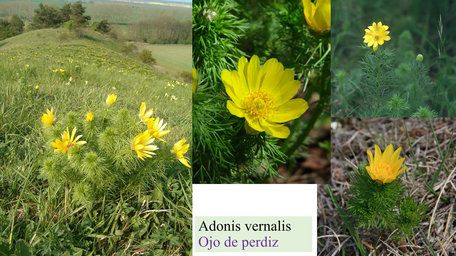 Adonis vernalis