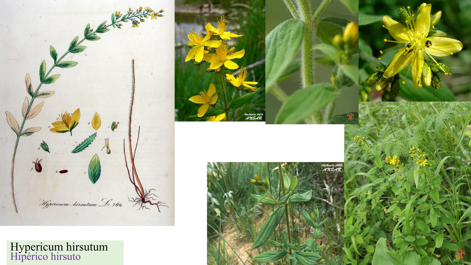 Hypericum hirsutum