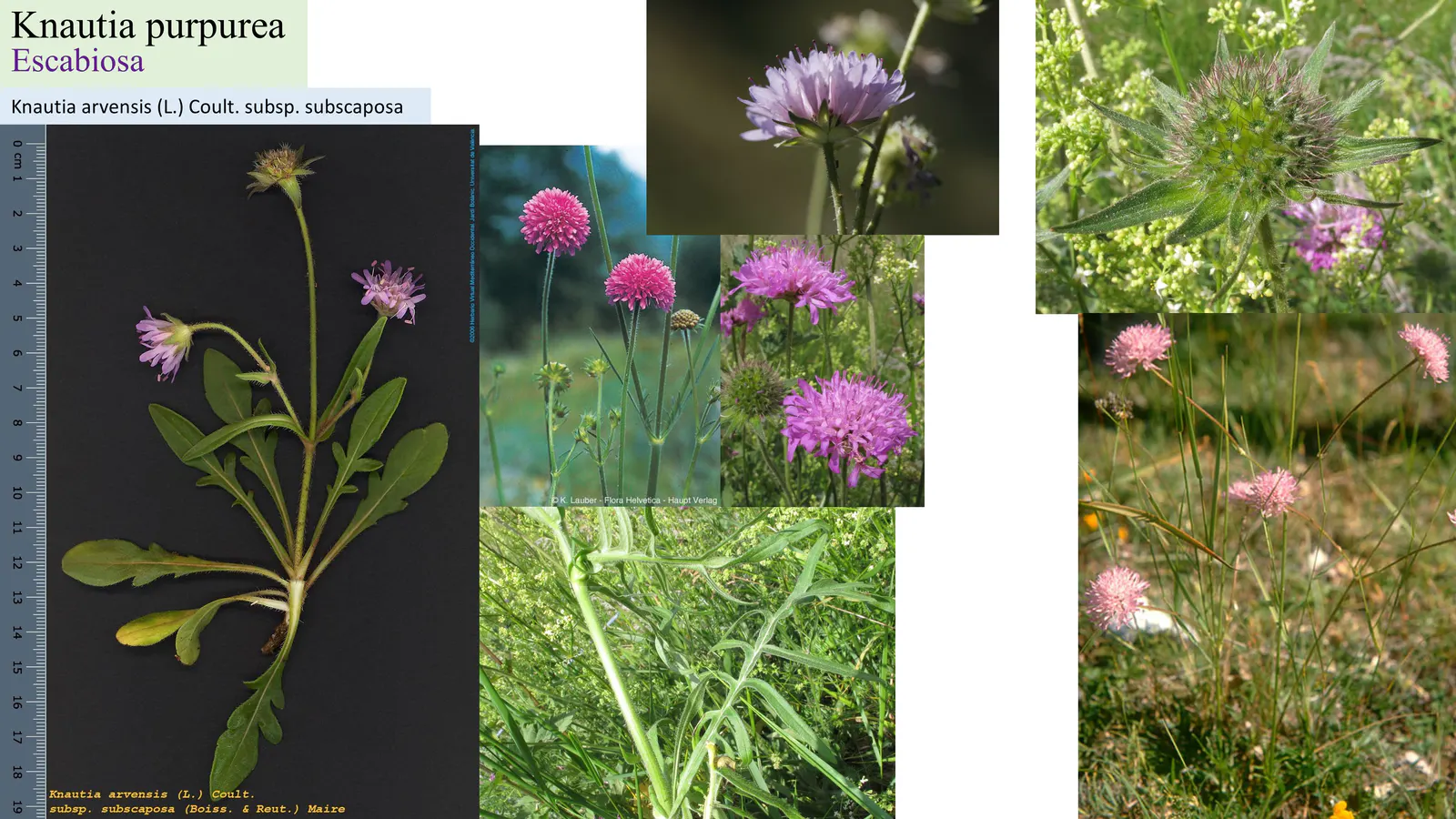 Knautia purpurea