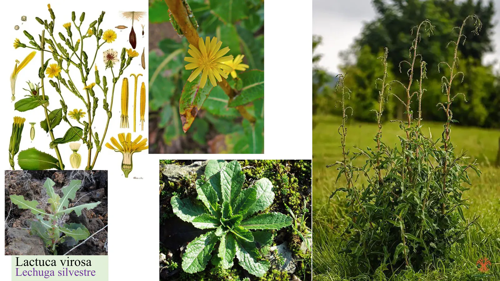 Lactuca virosa