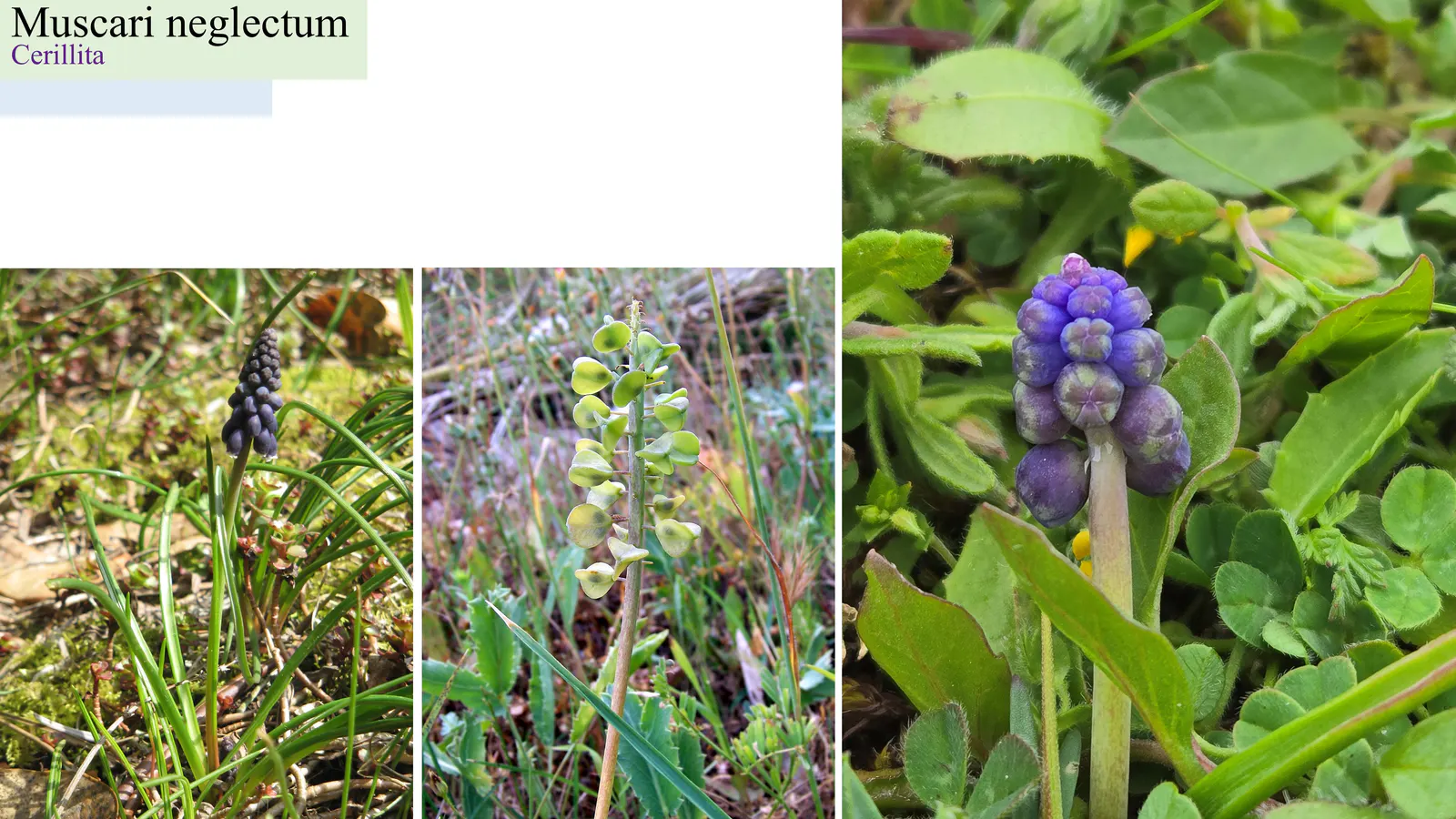 Muscari neglectum